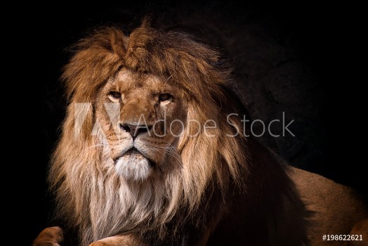 Picture of Portrait of a lion looking